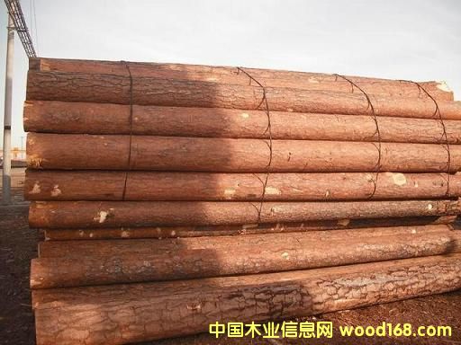 樟子松的詳細(xì)介紹