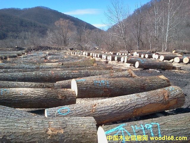 ����(gu��)�t��ľԭľ��Ԕ��(x��)��B