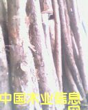 松木板的詳細(xì)介紹