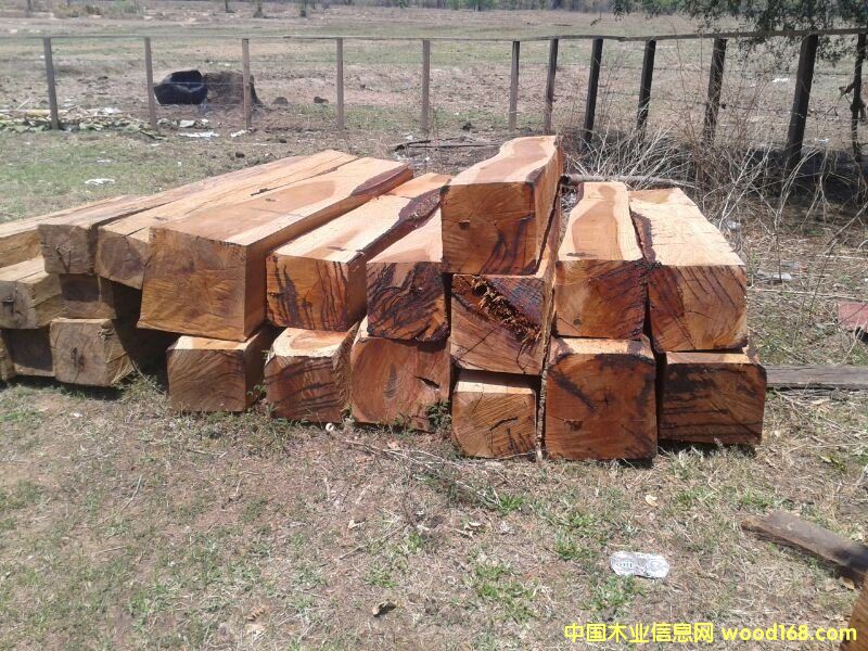 鳥足紫檀的詳細(xì)介紹