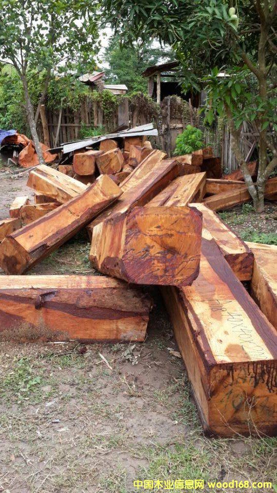 大果紫檀的詳細(xì)介紹