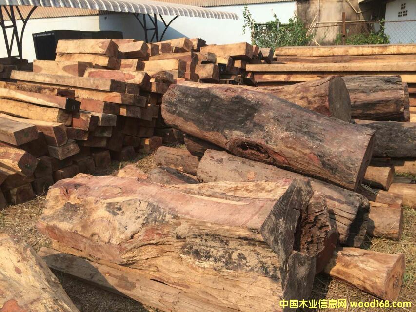 花梨木的詳細(xì)介紹