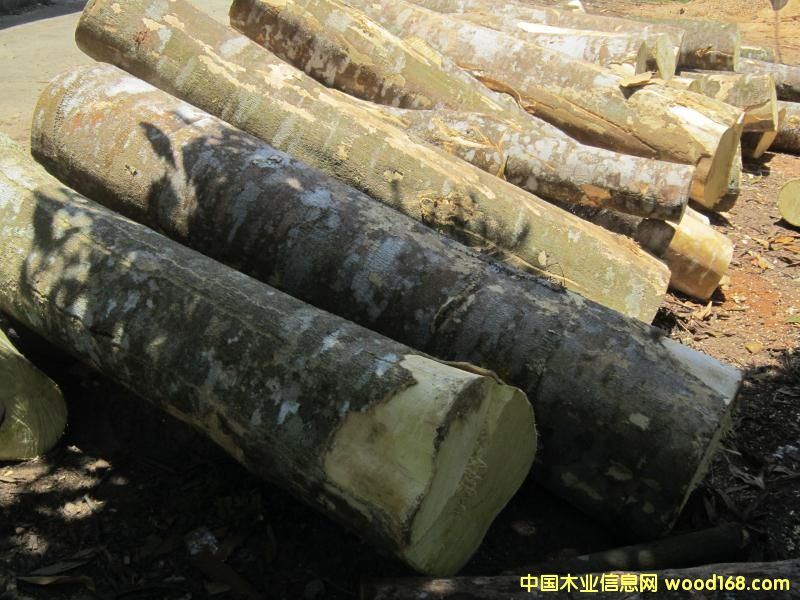 黃桐木的詳細(xì)介紹