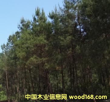 松木的詳細介紹