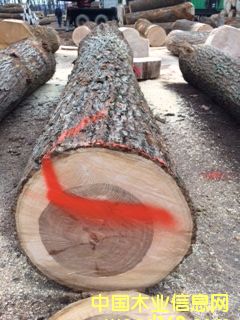 山核桃的詳細介紹