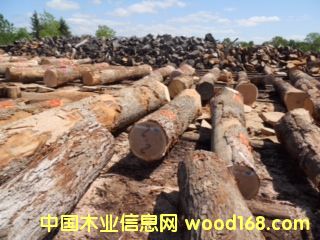 白橡的詳細介紹