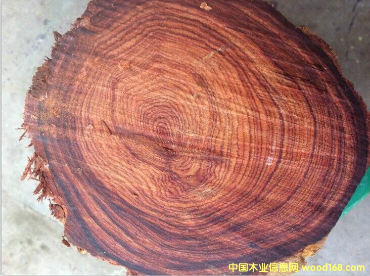 ����t��֦��Ԕ��(x��)��B