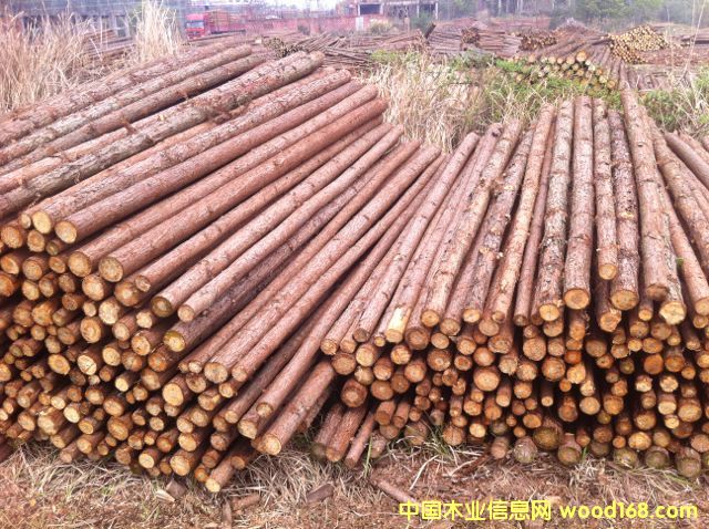 杉原木的詳細介紹