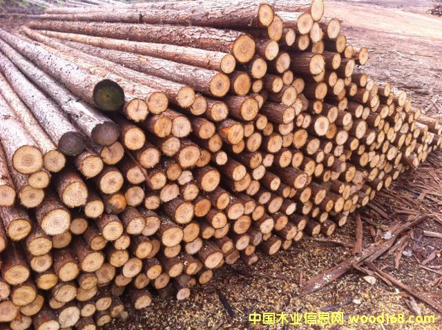 杉原木的詳細介紹