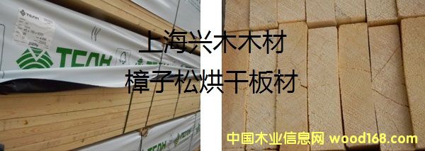 樟子松的詳細(xì)介紹