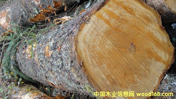 樺木原木的詳細(xì)介紹