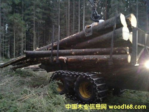 松木的詳細(xì)介紹