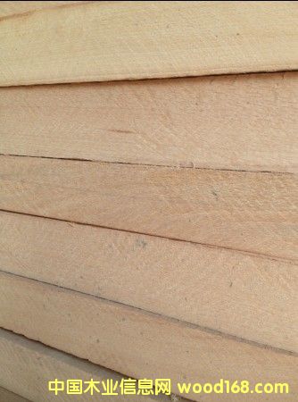 歐洲櫸木的詳細介紹