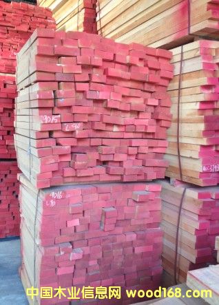 歐洲櫸木的詳細介紹