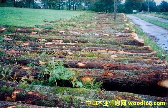 紅橡的詳細介紹