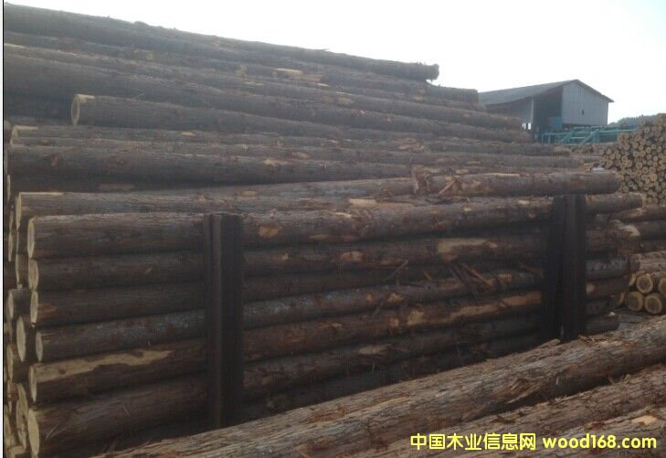 柳杉原木的詳細介紹