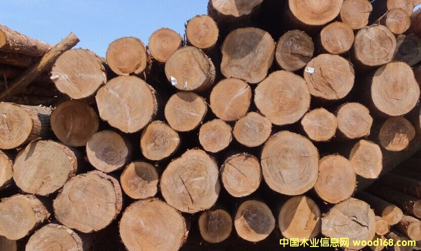 檜木的詳細介紹