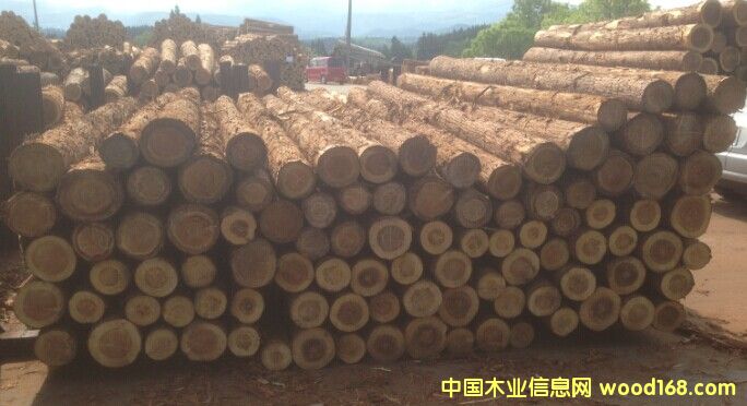 柳杉原木的詳細介紹