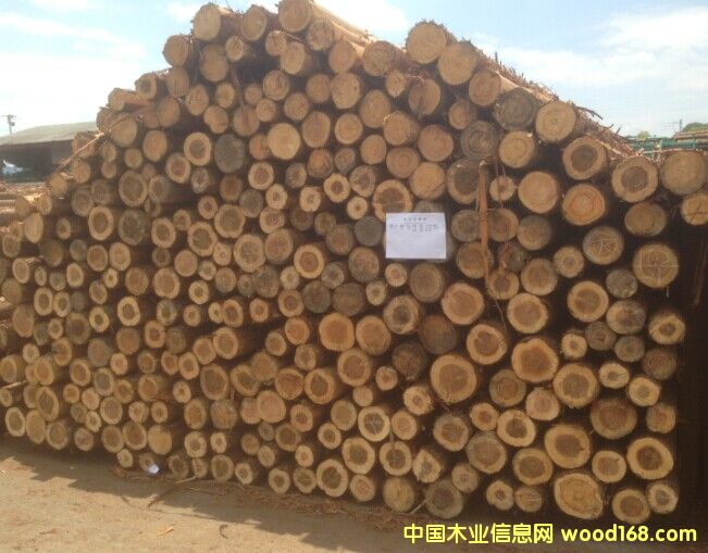 檜木的詳細介紹