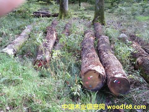 �W�޼t��ԭľ��Ԕ��(x��)��B