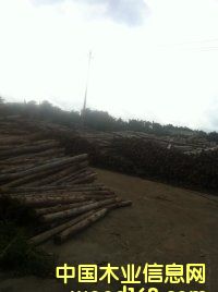 桉木單片的詳細(xì)介紹