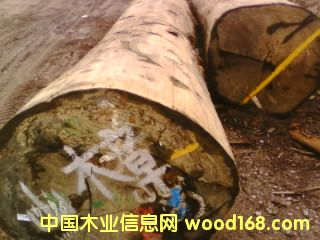 山樟的詳細介紹