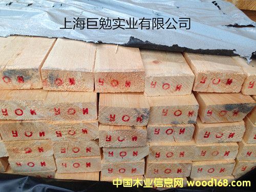 樟子松的詳細(xì)介紹