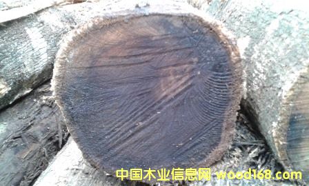 ������ľԭľ