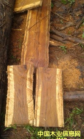 ������ľԭľ