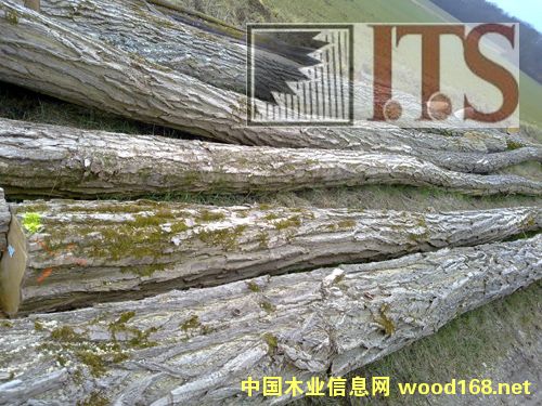 �󻱣��̻�/�����֣�ԭľ