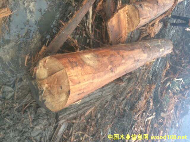 桉木的詳細(xì)介紹