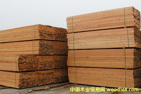 花旗松的詳細(xì)介紹