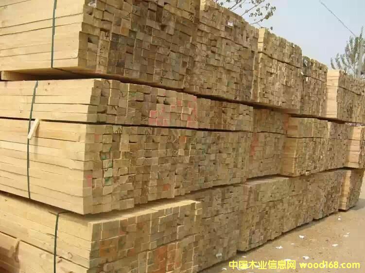 輻射松的詳細(xì)介紹