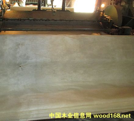 ��ľľƤ��Ԕ����B