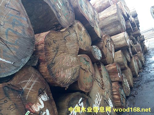 阿莫棟的詳細(xì)介紹