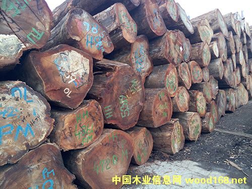 第倫桃的詳細(xì)介紹