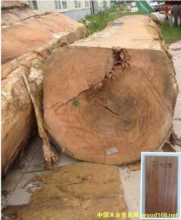 闊變豆的詳細(xì)介紹