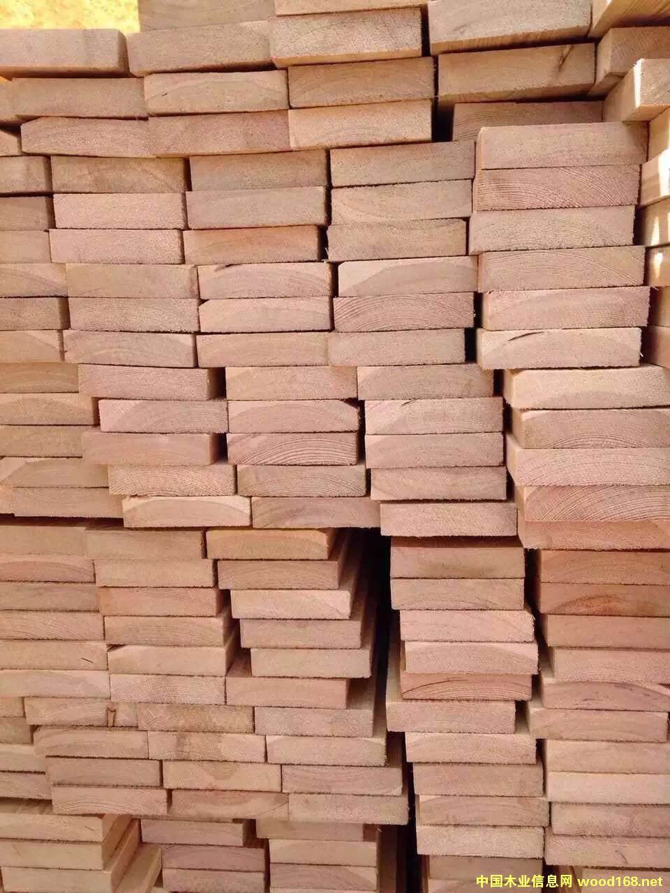 落葉松的詳細(xì)介紹