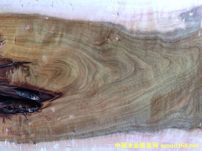 ������������ľԭľ