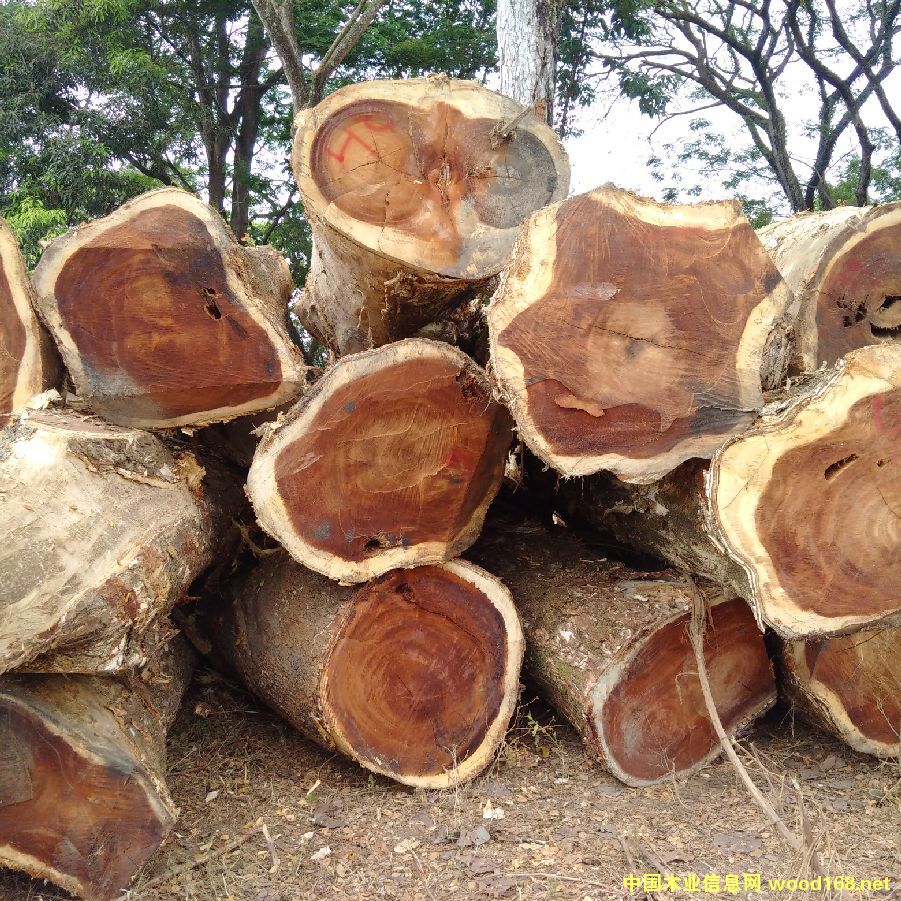 ��������ľ����ľ������ľ��