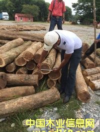 黃檀的詳細(xì)介紹