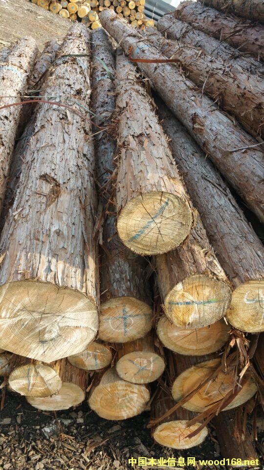 ����(gu��)���ԭľ