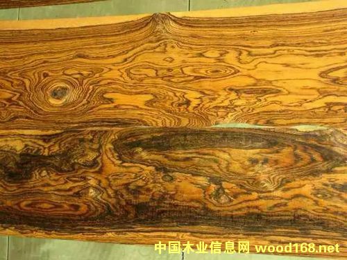  �Ʋ�ľ���S��̴���������߶����Fľ��