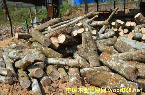 橡膠木的詳細(xì)介紹