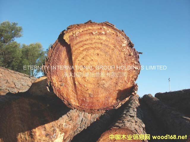 濕地松的詳細(xì)介紹