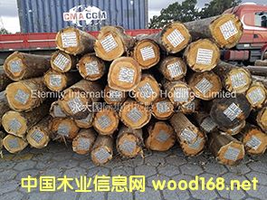 桉木的詳細(xì)介紹