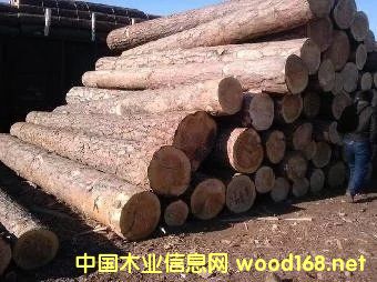 樟子松的詳細(xì)介紹