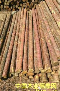 ���~�ə_�l����ľ���ӹ���