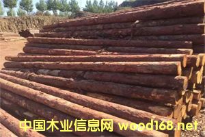 ���~�ə_�l����ľ���ӹ���