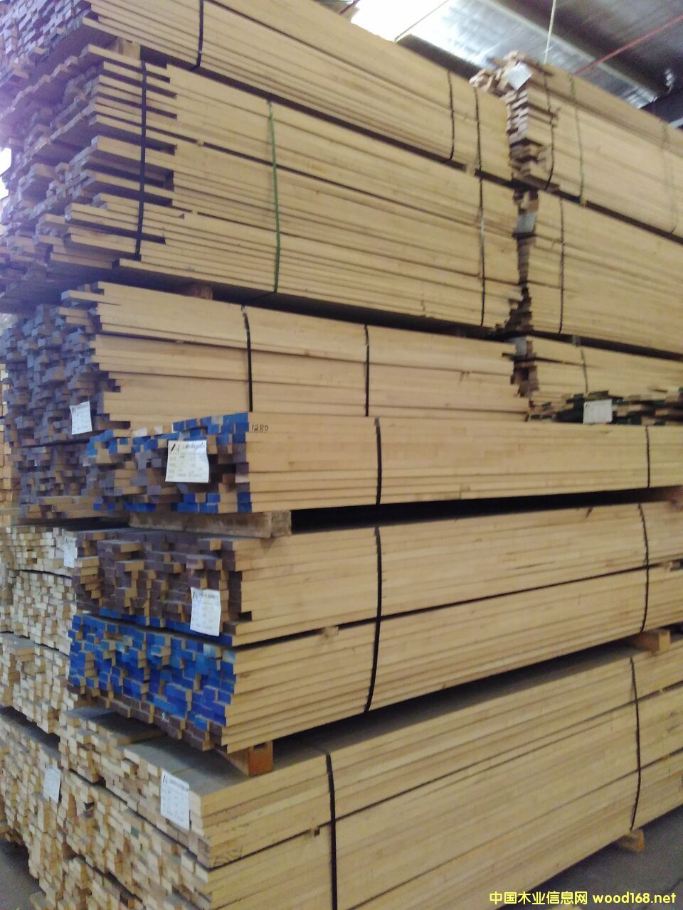 硬楓的詳細(xì)介紹